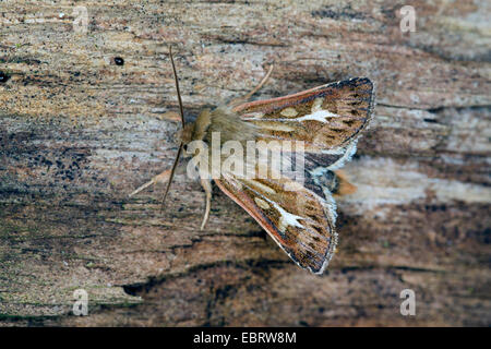 Geweih Motte, Owlet Nachtfalter (Cerapteryx Graminis), auf Totholz, Deutschland Stockfoto