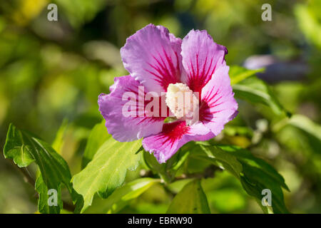 strauchige ALTHAIA, Rose von Sharon (Hibiscus Syriacus), Blume Stockfoto