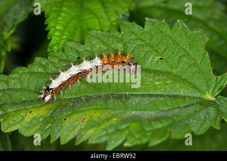 Komma (Polygonia c-Album, Komma c-Album, Nymphalis c-Album), Raupe, die Fütterung auf der Brennnessel, Deutschland Stockfoto