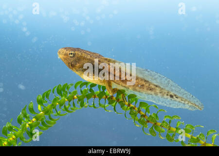 Europäische essbare Frosch, essbare Grasfrosch (Rana kl. Esculenta, Rana Esculenta, außer Esculentus), Kaulquappe in einem Teich Werk, Deutschland Stockfoto