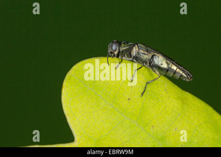 Juwel-Käfer (Agrilus spec.), sitzt in einem Eichenblatt, Deutschland Stockfoto