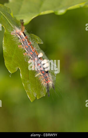 Vapourer Motte, gemeinsame Vapourer, rostigen Tussock Moth (Orgyia Antiqua, Orgyia Recens), Raupe auf einem Blatt von oben, Deutschland Stockfoto