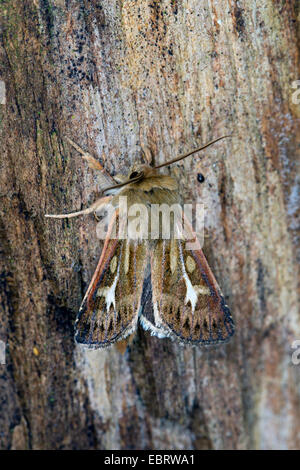 Geweih Motte, Owlet Nachtfalter (Cerapteryx Graminis), auf Totholz, Deutschland Stockfoto