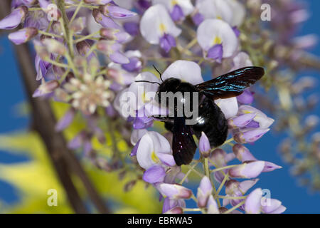 Violette Holzbiene, indische Bhanvra (Xylocopa Violacea), Suche nach Nektar auf Glyzinien, Deutschland Stockfoto
