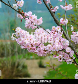 Herbst-Kirsche, Winter blühenden Kirsche (Prunus Subhirtella 'Autumnalis', Prunus Subhirtella Autumnalis), blühender Zweig, Sorte Autumnalis Stockfoto