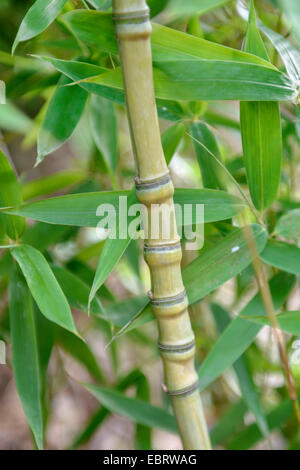 Bolden Bambus (Phyllostachys Aurea), sprießen, Deutschland, Hamburg Stockfoto