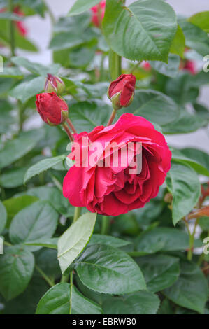 Bluete (Rosa 'Ascot', Rosa Ascot), Sorte Rosa "Ascot" Stockfoto