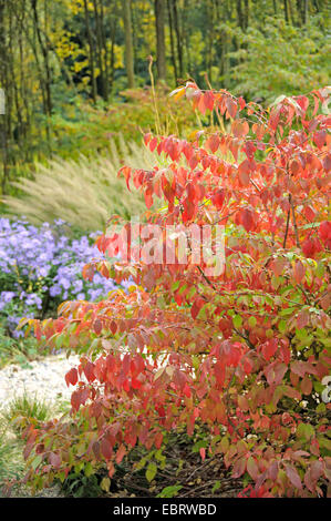 Doublefile Schneeball (Viburnum Hornkraut, Viburnum Plicatum F. Hornkraut), im Herbst, Deutschland, Sachsen Stockfoto