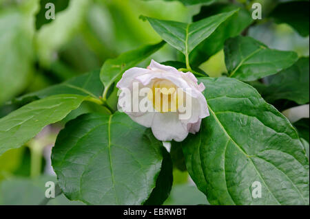 Carolina Piment (Sinocalycanthus Chinensis, Caly Chinensis), Zweig mit Blume, Niederlande, Limburg Stockfoto