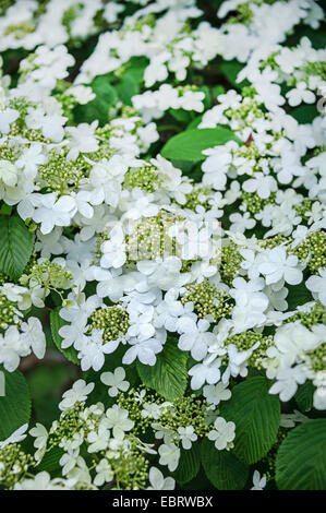 Doublefile Schneeball (Viburnum Plicatum 'Mariesii', Viburnum Plicatum Mariesii), blühen, Sorte Mariesii, Polen, Westpommern Stockfoto