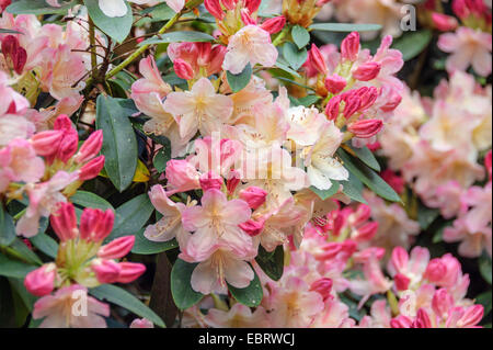 Rhododendron (Rhododendron 'Percy Wiseman', Rhododendron Percy Wiseman), Sorte Percy Wiseman Stockfoto