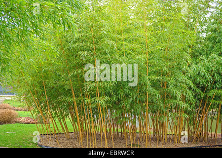 Phyllostachys (Phyllostachys Vivax 'Aureocaulis' Phyllostachys Vivax Aureocaulis) Stockfoto