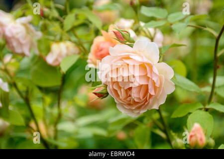 dekorative Rose (Rosa 'Grace', Rosa Grace), Sorte Grace Stockfoto