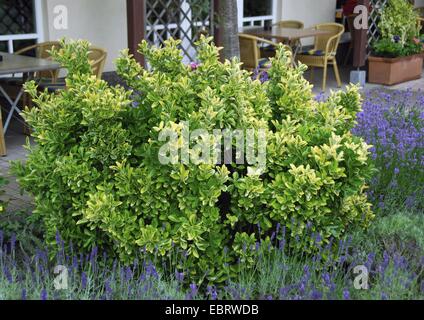 Japanische Pfaffenhütchen (Euonymus Japonicus "Ovatus Aureus", Euonymus Japonicus Ovatus Aureus, Euonymus Japonica 'Ovatus Aureus' Euonymus Japonica Ovatus Aureus), Sorte Ovatus Aureus Stockfoto