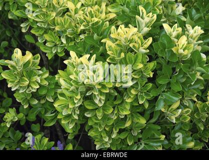 Japanische Pfaffenhütchen (Euonymus Japonicus "Ovatus Aureus", Euonymus Japonicus Ovatus Aureus, Euonymus Japonica 'Ovatus Aureus' Euonymus Japonica Ovatus Aureus), Sorte Ovatus Aureus Stockfoto