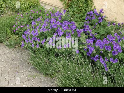 blühende Wiese Storchschnabel (Geranium Pratense 'Johnsons Blue' Johnsons Blue Geranium Pratense), Stockfoto