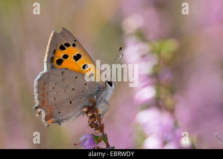 kleine Kupfer (Lycaena Phlaeas, Chrysophanus Phlaeas), Suche Nektar in Heide, Deutschland Stockfoto