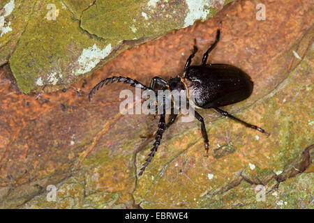 Prionus Longhorn Beetle, größere britische Longhorn, der Gerber, Sawyer (Prionus Coriarius), Männchen auf einem Stein, Deutschland Stockfoto