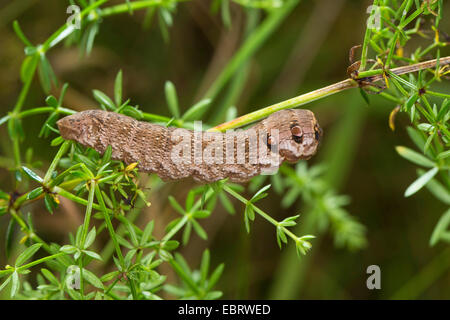 kleiner Elefant Hawkmoth (Deilephila Porcellus), Raupe, die Fütterung auf Labkraut, Deutschland Stockfoto