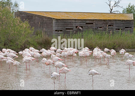 Rosaflamingo (Phoenicopterus Roseus, Phoenicopterus Ruber Roseus), Flamingo Herde im seichten Wasser vor einem Beobachtungsstand, Frankreich, Camargue Stockfoto