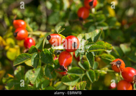 Sweet Briar Rose, Eglantine rose (Rosa Rubiginosa, Rosa Eglanteria), Zweig mit Früchten, Deutschland Stockfoto