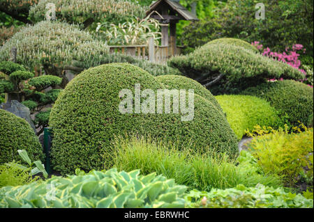 Japanische Stechpalme (Ilex Crenata) in einem japanischen Garten, Deutschland, Niedersachsen Stockfoto