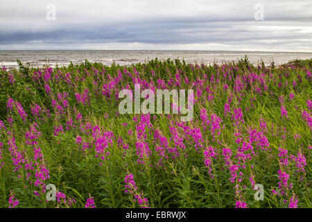 Weidenröschen, Blüte, Bluehend an der Küste, Russland, Kola, weißes Meer, große Weide-Kraut (Epilobium Angustifolium, Chamerion Angustifolium), Sally, Rosebay Weide-Kraut Stockfoto