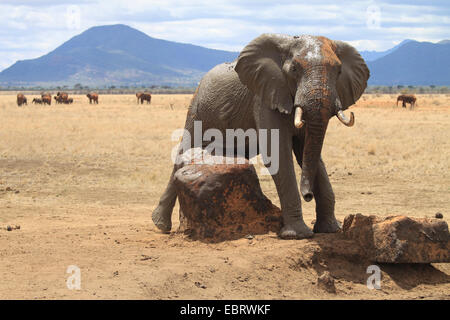 Afrikanischer Elefant (Loxodonta Africana), Stier Elefanten kratzen sich nach einem Schlammbad auf einen Stein, Kenia, Tsavo East National Park Stockfoto