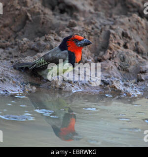 Schwarz-collared Barbet (Lybius Manlius), sitzen an einem Wasserloch, Südafrika, Mkuzi Game Reserve Stockfoto