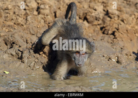 Chacma Pavian, Anubius Pavian, Oliven Pavian (Papio Ursinus, Papio Cynocephalus Ursinus), junge Pavian an einer Wasserstelle, Südafrika, Mkuzi Game Reserve Stockfoto