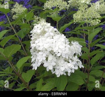 Rispen-Hortensie (Hydrangea Paniculata 'Limelight', Hydrangea Paniculata Limelight), Sorte Limelight, blühen Stockfoto