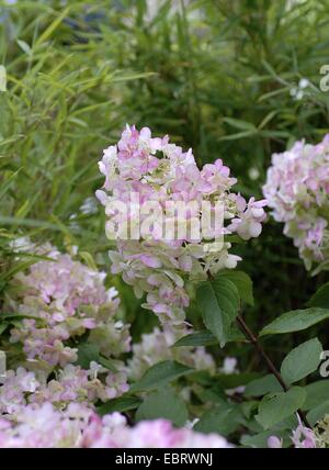 Rispen-Hortensie (Hydrangea Paniculata 'Unique', Hydrangea Paniculata Unique), einzigartige, blühende Sorte Stockfoto