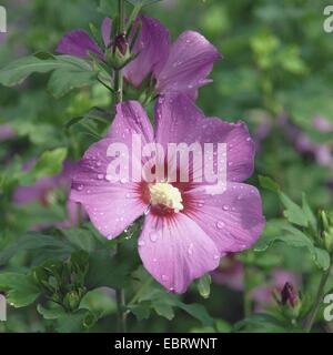 strauchige ALTHAIA, Rose von Sharon (Hibiscus Syriacus 'Russian Violet", Hibiscus Syriacus russischen violett), russische violett blühende Sorte Stockfoto