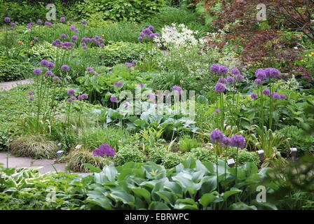 Zwiebeln (Allium spec.), bloomin Zwiebel in einem Garten Stockfoto