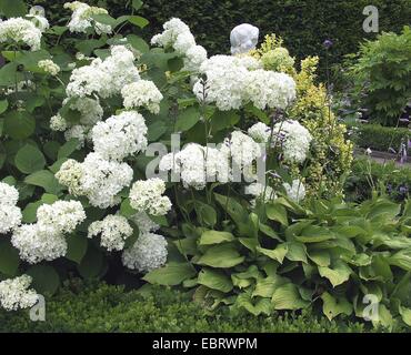 Wild Hortensie (Hydrangea Arborescens 'Grandiflora', Hydrangea Arborescens Grandiflora), Sorte Grandiflora, blühen im Garten Stockfoto