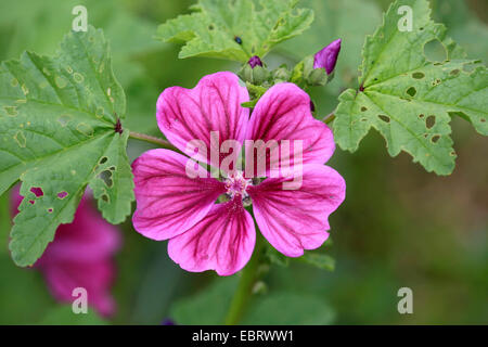 Zebrina Malve (Malva Sylvestris SSP. Mauritiana, Malva Sylvestris var. Mauritiana, Malva Mauritiana), Blume Stockfoto