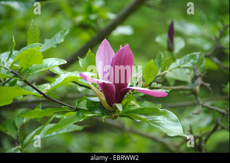 Purpur Magnolie (Magnolia Liliiflora "Nigra", Magnolia Liliiflora Nigra), Sorte Nigra Stockfoto