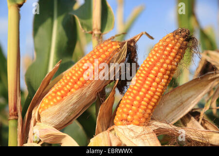 Mais, Mais (Zea Mays), Reife Maiskolben, Deutschland Stockfoto