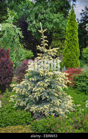 Colorado blau Fichte (Picea Pungens 'Bialobok'), Sorte Bialobok, Polen, Arboretum Woislowitz Stockfoto