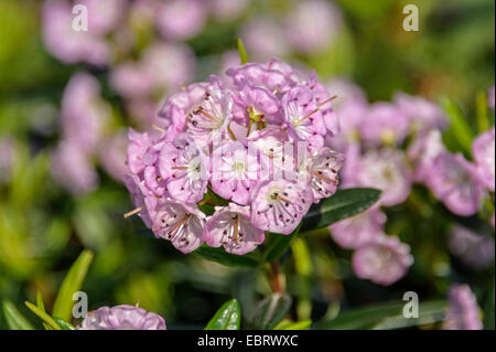 westlichen Moor-Lorbeer, blasse Lorbeer (Kalmia Polifolia), blühen, Deutschland, Sachsen Stockfoto