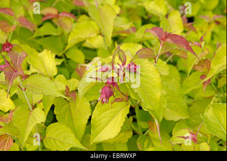 Himalayan Honeysuckle, Blüte Muskatnuss, Himalaya Muskatnuss, Fasan Berry (Leycesteria Formosa 'Golden Laternen", Leycesteria Formosa Golden Laternen), Sorte Golden Laternen Stockfoto