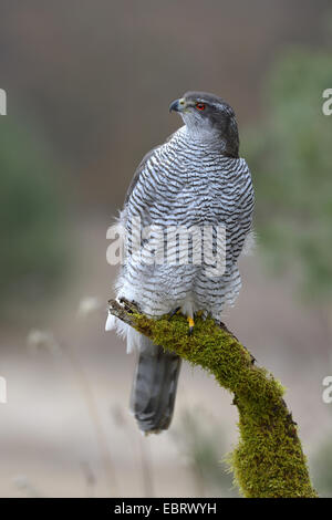 nördlichen Habicht (Accipiter Gentilis), entspannt erwachsenes Weibchen mit roten Augen, stehend auf einem bemoosten Ast am Waldrand, Finnland Stockfoto