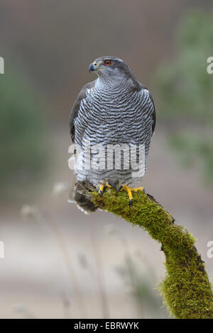 nördlichen Habicht (Accipiter Gentilis), entspannt erwachsenes Weibchen mit roten Augen, stehend auf einem bemoosten Ast am Waldrand, Finnland Stockfoto