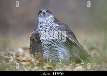 nördlichen Habicht (Accipiter Gentilis), erwachsenes Weibchen mit roten Augen auf Waldboden mit Flügel ausgestreckt, Finnland Stockfoto