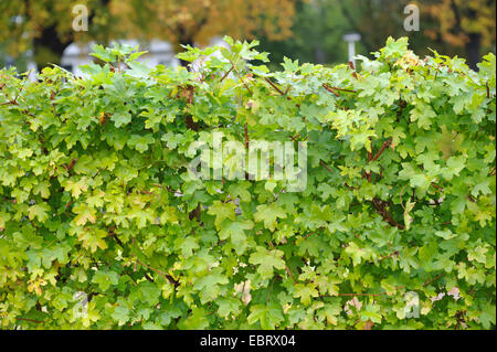 Feldahorn, gemeinsame Ahorn (Acer Campestre), Ahorn Hecke, Deutschland, Thüringen Stockfoto