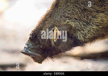 Wildschwein, Schwein, Wildschwein (Sus Scrofa), Schnauze des Wildschweins, Deutschland, Hessen Stockfoto