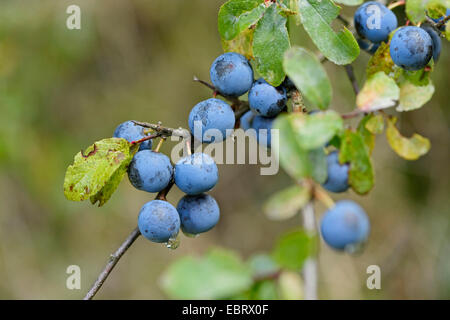 Schlehe, Schlehe (Prunus Spinosa), Reife Früchte, Deutschland, Bayern, Oberpfalz Stockfoto