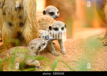 Suricate, schlank-tailed Erdmännchen (Suricata Suricatta), Welpen mit Mutter im Zoo unter der Infrarot-Lampe Stockfoto