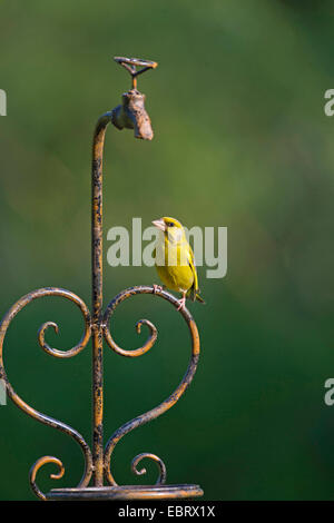 westlichen Grünfink (Zuchtjahr Chloris), sitzen auf Garten Deko, Deutschland Stockfoto