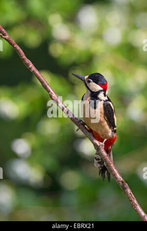 Buntspecht (Picoides major, Dendrocopos großen), Männchen auf einem Ast, Deutschland Stockfoto